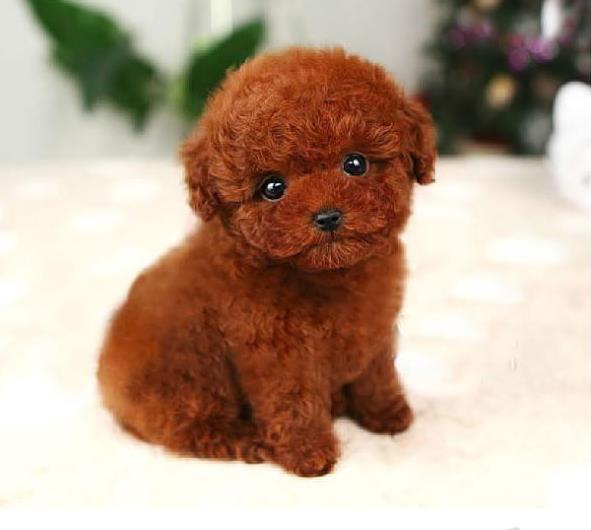 上海狗场出售纯种贵宾犬宠物狗市场在哪买狗卖