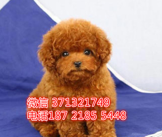 无锡贵宾犬出售纯种幼犬 无锡犬舍宠物狗狗 狗