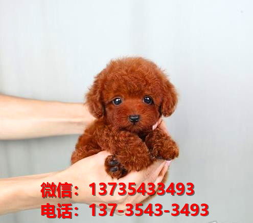 济南狗场犬舍出售纯种迷你贵宾犬 宠物狗市场