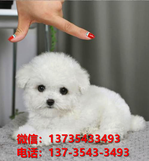 深圳狗场犬舍出售纯种迷你贵宾犬 宠物狗市场在哪卖狗