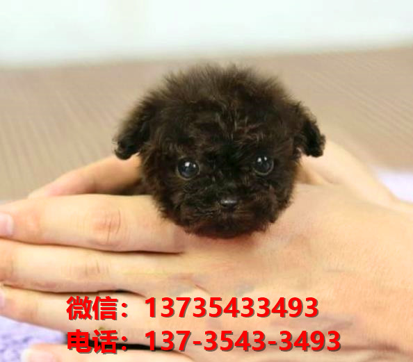 青岛狗场犬舍出售纯种迷你贵宾犬 宠物狗市场在哪卖狗