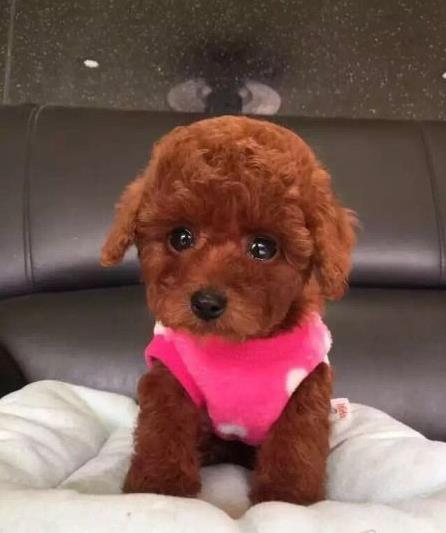 上海宠物狗场出售纯种贵宾犬哪里有狗市场在哪买狗卖狗