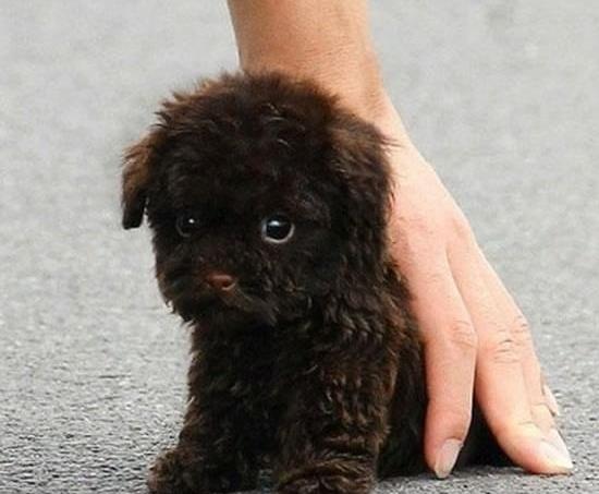 沈阳狗场出售纯种贵宾犬宠物狗市场在哪买狗卖