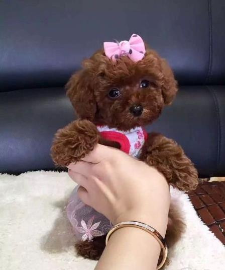 北京狗场出售纯种贵宾犬宠物狗市场在哪买狗卖