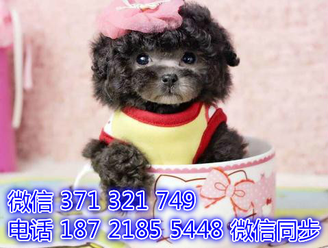 福州 全国发货 犬舍繁殖贵宾 出售纯种幼犬 包售后闭