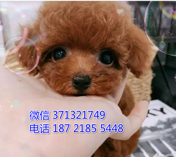 太原狗狗贵宾犬出售纯种幼犬 太原犬舍全国发