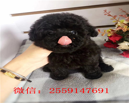 深圳巨型红贵宾价格 深圳巨型白色贵宾多少钱 深圳小体贵宾价格