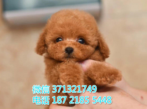 苏州宠物 贵宾犬出售纯种幼犬 苏州犬舍子哪里