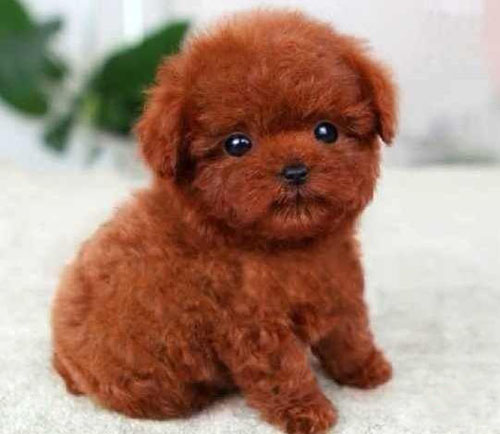 深圳哪里有卖茶杯犬 泰迪熊多少钱一只 泰迪熊颜色图片