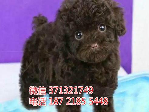 北京狗狗 出售 贵宾犬纯种幼犬 北京犬舍宠物