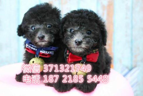 重庆狗狗 贵宾犬出售纯种幼犬 重庆特价宠物