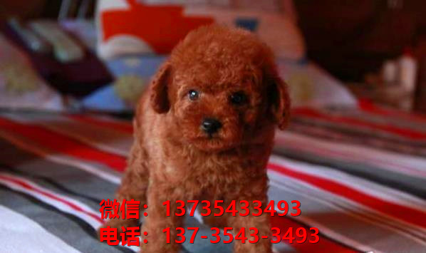 青岛犬舍 出售纯种贵宾犬迷你贵宾犬宠物狗场在哪买狗卖狗地方