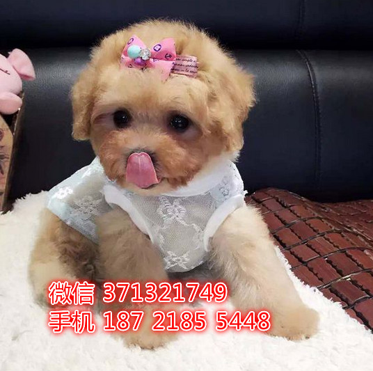 哈尔滨狗狗 贵宾犬出售纯种幼犬 哈尔滨犬舍 