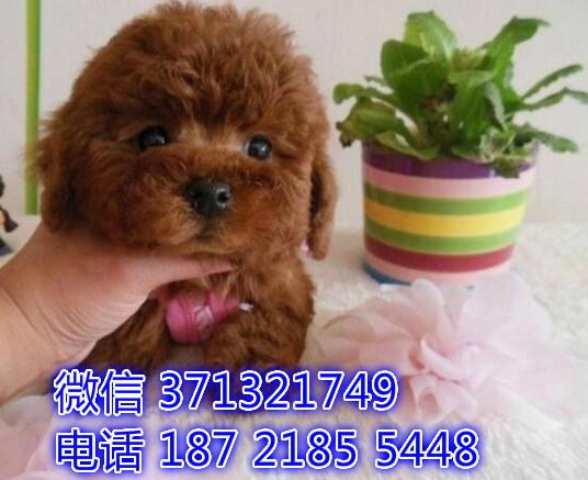 武汉特惠 贵宾犬出售纯种幼犬 武汉哪里有犬舍