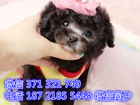 3全国发货 犬舍繁殖贵宾 出售纯种幼犬 包售后婪