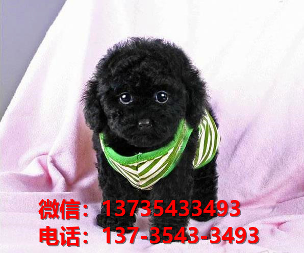 合肥犬舍 出售纯种贵宾犬迷你贵宾犬宠物狗场在哪买狗卖狗地方