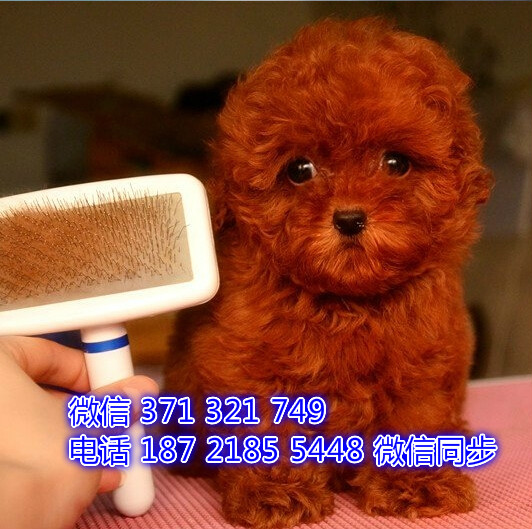 南昌宠物狗狗贵宾犬出售 南昌犬舍 南昌宠物店