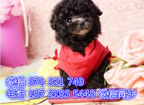 西安宠物狗狗 贵宾犬出售纯种 西安宠物狗狗犬舍