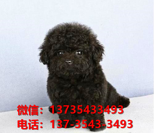 合肥犬舍 出售纯种贵宾犬迷你贵宾犬宠物狗场在哪买狗卖狗地方