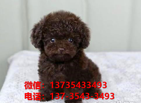 上海犬舍 出售纯种贵宾犬迷你贵宾犬宠物狗场