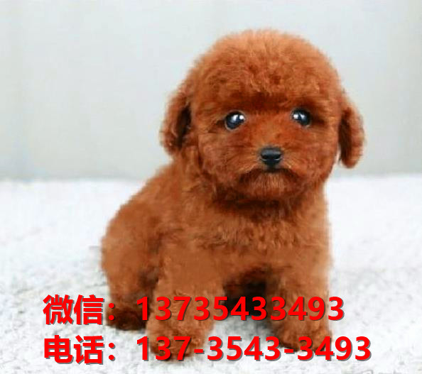 迷你贵宾犬 深圳宠物狗市场在哪里卖狗哪里有