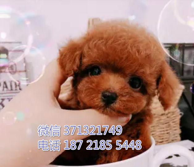 上海狗狗 出售贵宾犬幼犬 上海特价宠物 特价