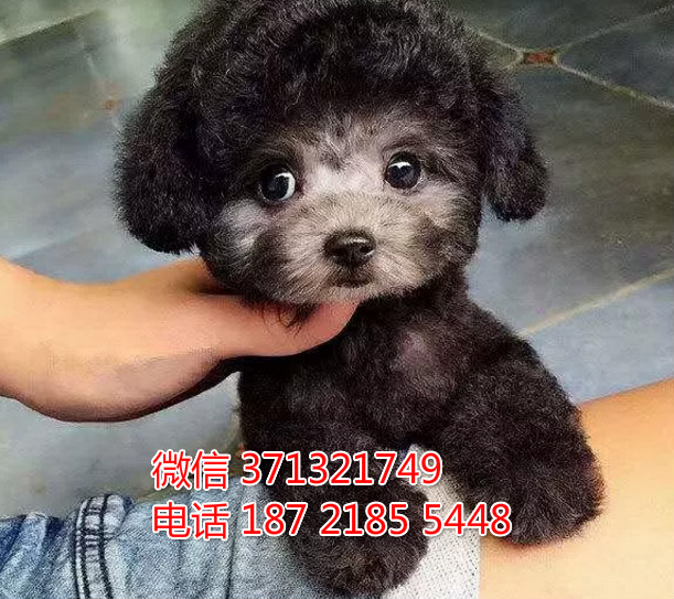 深圳狗狗 贵宾犬出售纯种幼犬 深圳实体店 全