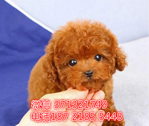 全国发货贵宾纯种幼犬 南京犬舍狗场特价狗狗