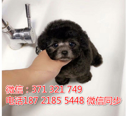 全国特惠贵宾纯种幼犬 支持上门 支持空运汽运 包健康尉