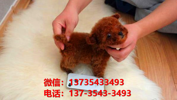 湖南宠物狗狗 狗市场在哪卖狗买狗地方有狗狗