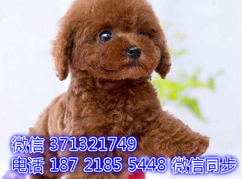 特价贵宾出售纯种幼犬 专业繁殖专业发货 可上门看从