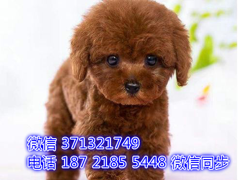 特价贵宾出售纯种幼犬 专业繁殖专业发货 可上门看瘟