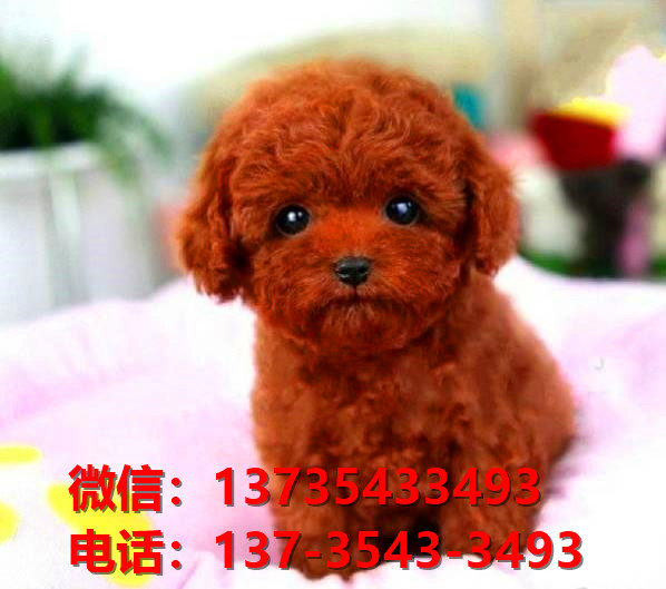 江西宠物狗狗 狗市场在哪卖狗买狗地方有狗狗