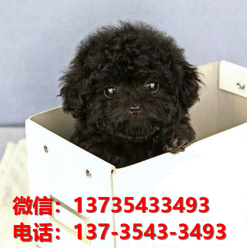 合肥宠物狗狗 狗市场在哪卖狗买狗地方有狗狗