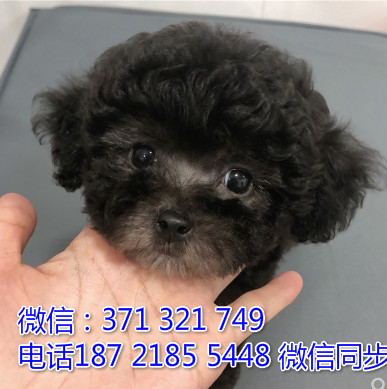 全国特惠贵宾纯种幼犬 支持上门 支持空运汽运 包健康尉