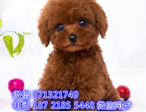 特价贵宾出售纯种幼犬 专业繁殖专业发货 可上门看貉