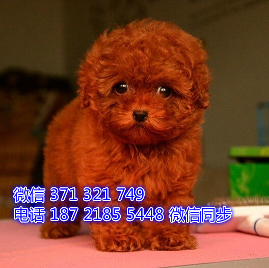 贵宾犬出售 宠物狗狗  宠物市场 狗狗图片 买卖狗狗酌