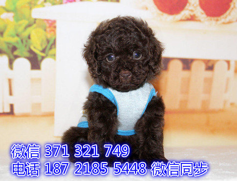 贵宾宠物买卖 宠物市场 宠物狗狗图片宠物网烧