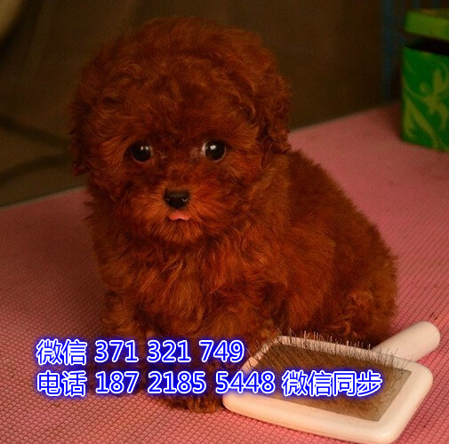 贵宾犬出售 宠物狗狗  宠物市场 狗狗图片 买卖狗狗补