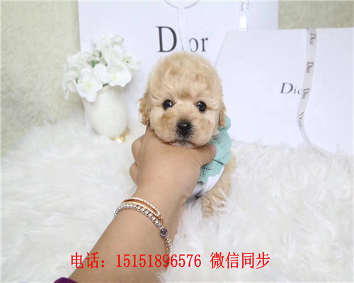 武汉哪里卖巨型贵宾犬 武汉茶杯贵宾价格 武汉