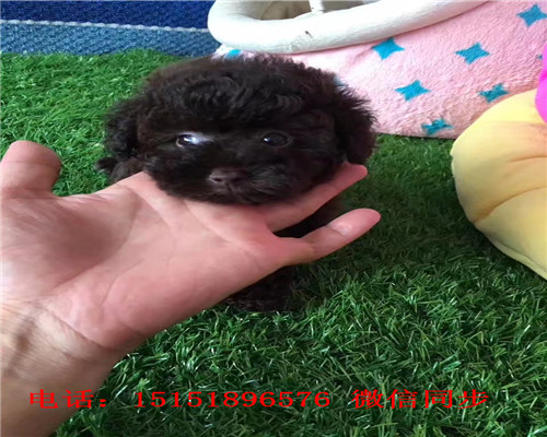  西安红色贵宾出售 西安茶杯贵宾犬 灰色贵宾白色贵宾多少钱