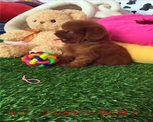  西安红色贵宾出售 西安茶杯贵宾犬 灰色贵宾白色贵宾多少钱