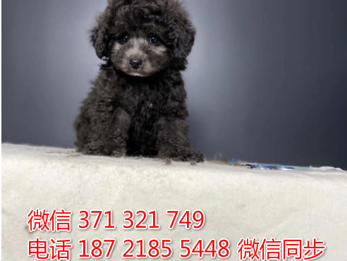 犬舍贵宾纯种幼犬出售 茶杯贵宾灰色犬舍狗场宠物狗蓝