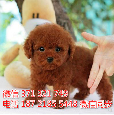 犬舍直销，哪里有宠物贵宾犬，精品小型中型大型犬