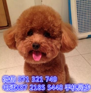 宠物市场 哪里有宠物贵宾，精品小型中型大型犬