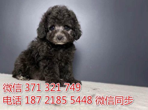 犬舍贵宾纯种幼犬出售 茶杯贵宾灰色犬舍狗场宠物狗谇