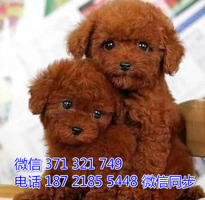 犬舍直销，哪里有宠物贵宾犬，精品小型中型大型犬狗狗弥