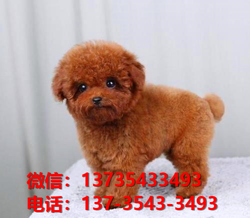 东营宠物狗犬舍出售迷你贵宾犬网上卖狗买狗地