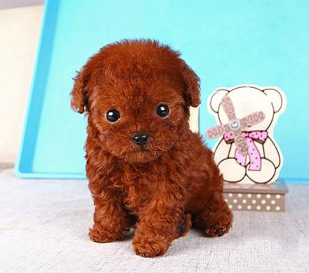 顺德区买狗攻略 佛山哪有卖玩具贵宾犬 茶杯贵