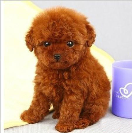 佛山顺德正规狗场 容桂哪里有卖狗 玩具贵宾犬